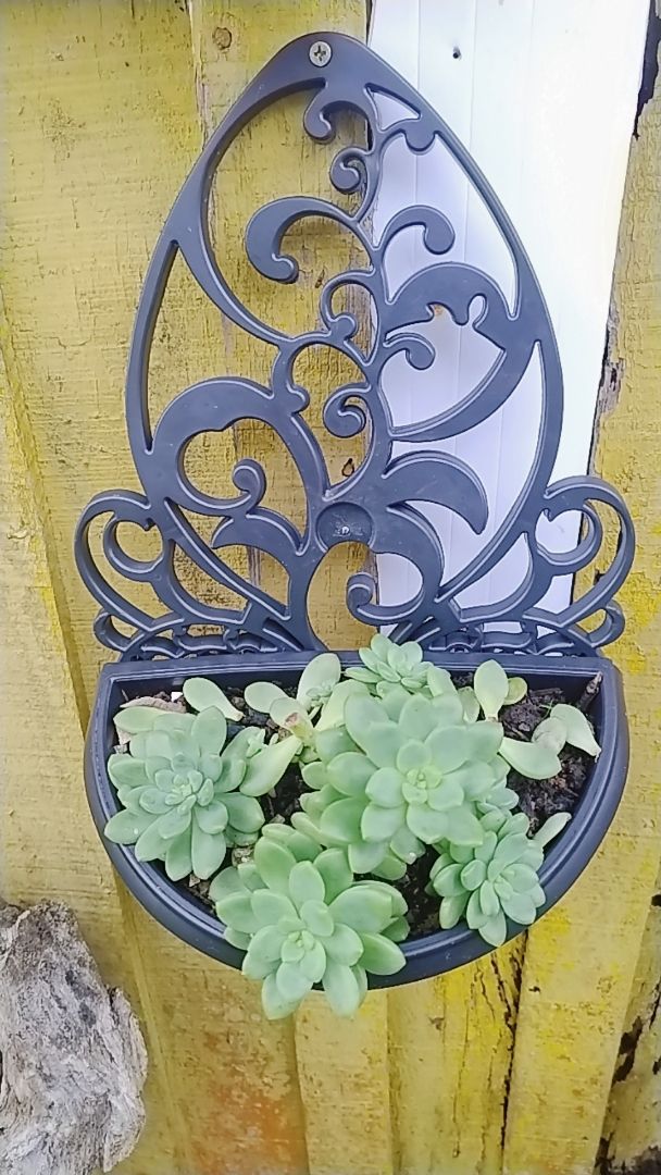 Kit 5 Vasos Arandelas Com Suporte Para Flores Suculentas E Plantas Vaso Meia Lua Para Parede