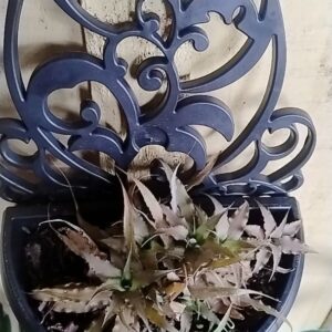 Kit 5 Vasos Arandelas Com Suporte Para Flores Suculentas E Plantas Vaso Meia Lua Para Parede