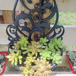Kit 5 Vasos Arandelas Com Suporte Para Flores Suculentas E Plantas Vaso Meia Lua Para Parede