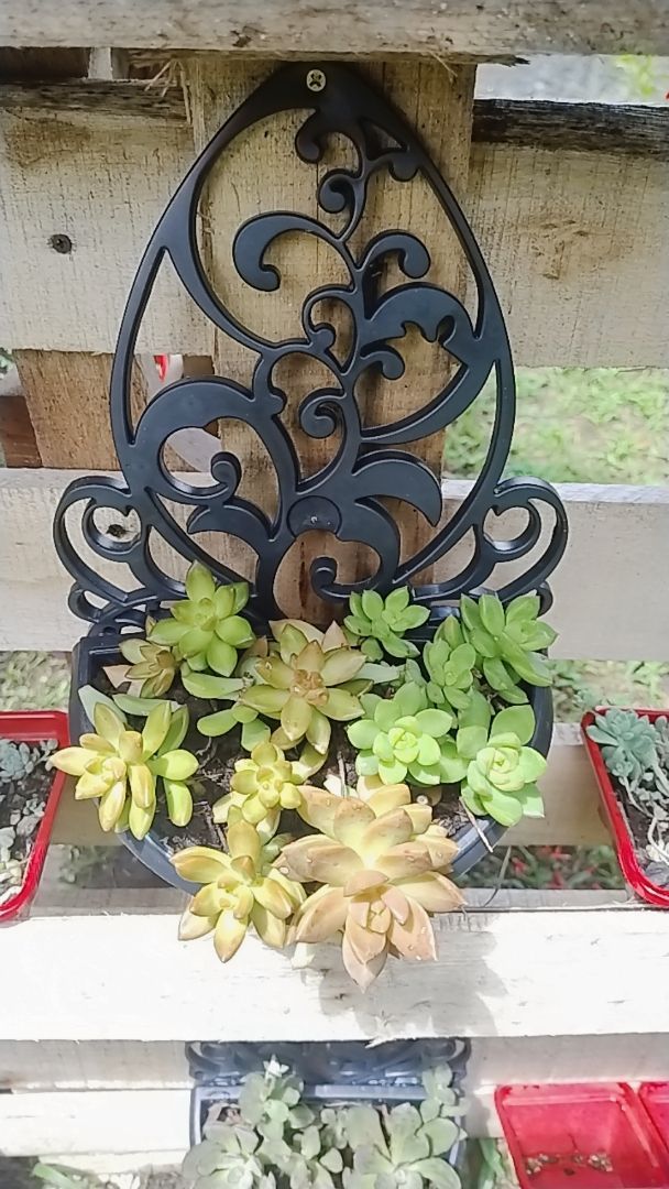 Kit 5 Vasos Arandelas Com Suporte Para Flores Suculentas E Plantas Vaso Meia Lua Para Parede